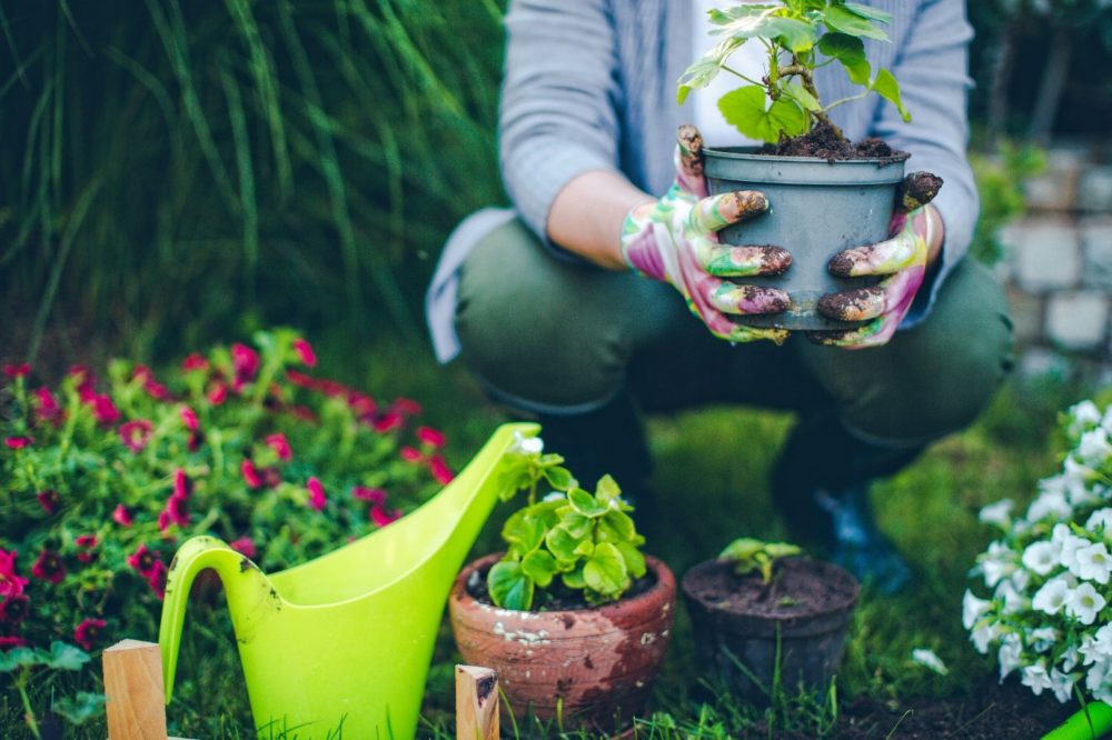 Почему садоводы выбирают стимуляторы роста и удобрения?